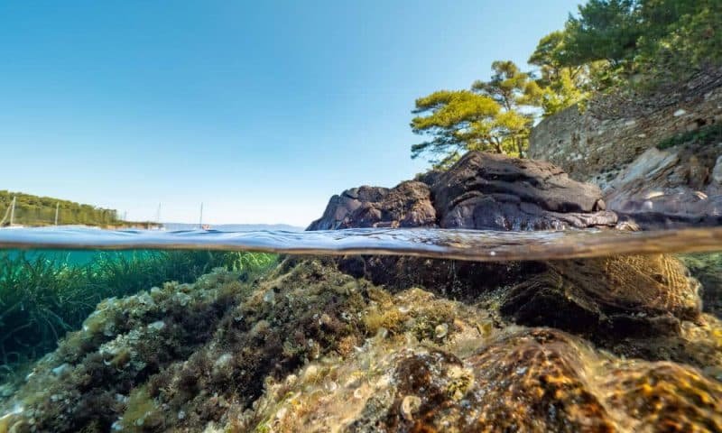 Split shot of underwater scenery with sea grass in Port-Cros Nat