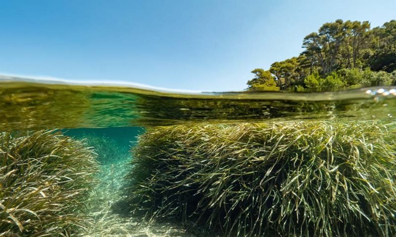 secretrip-faune-flore-02