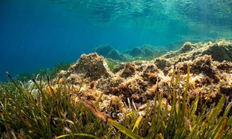 Underwater Scenery with sea grass in Port-Cros Nationalpark in t