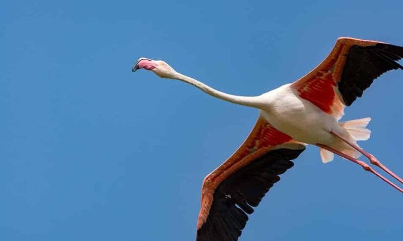 secretrip-faune-flore-03