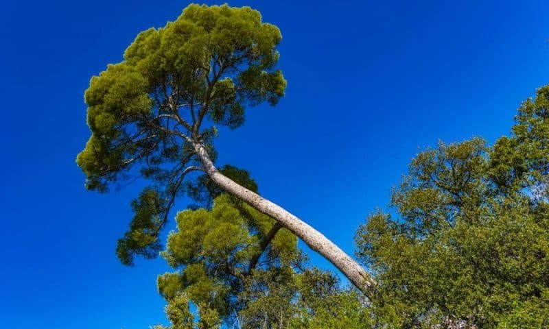 View at Aleppo pine tree (Pinus halepensis) at French riviera near Nice, France