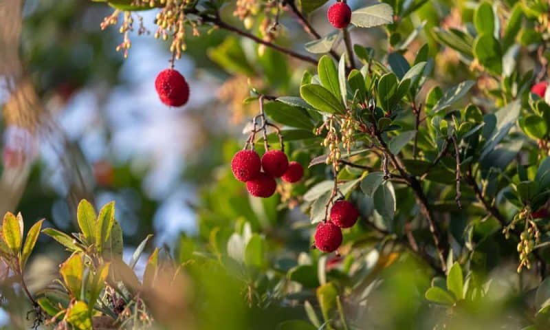 Fruit of Arbutus unedo In the tree in late autumn