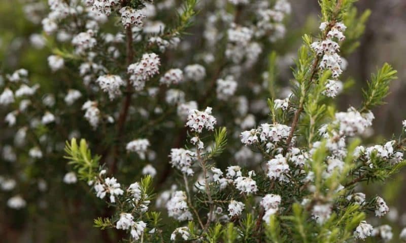 Flowers of a giant heather tree, Erica arborea, in the Simien Mountains in Ethiopia.