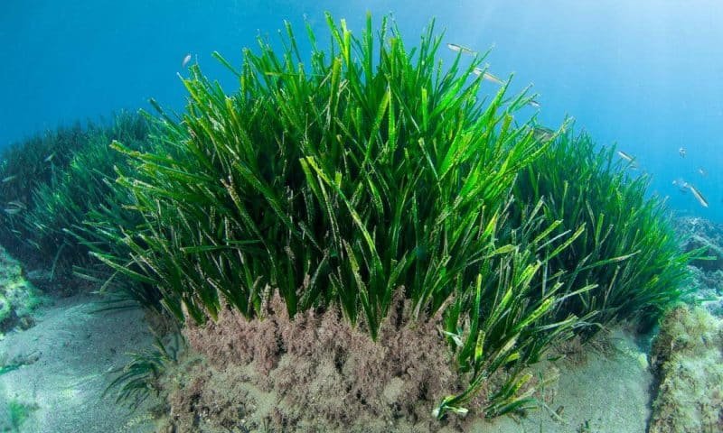 Underwater prairie of Posidonia oceanica in the Mediterranean Sea with clear water and sunshine