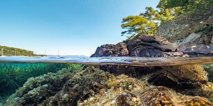 The seabed of Port-Cros Porquerolles