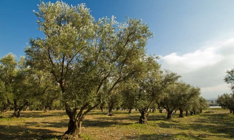 plantation of olive trees
