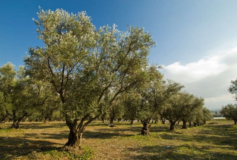plantation of olive trees