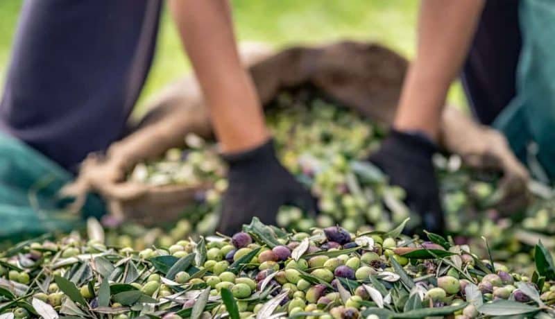 Harvested fresh olives in sacks in a field in Crete, Greece for