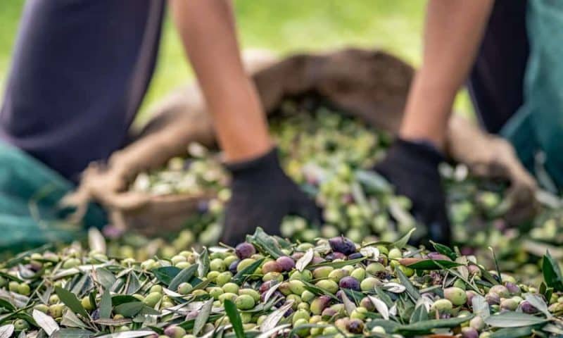 Harvested fresh olives in sacks in a field in Crete, Greece for