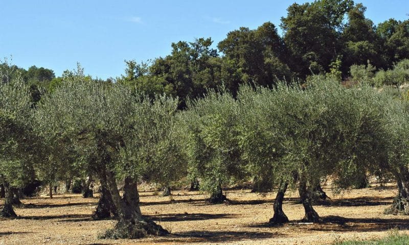 olive field