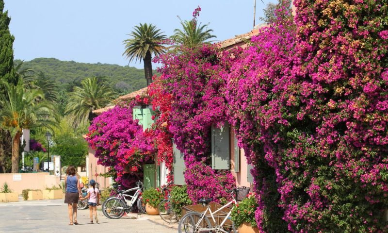 bougainvillea flower house Porquerolles