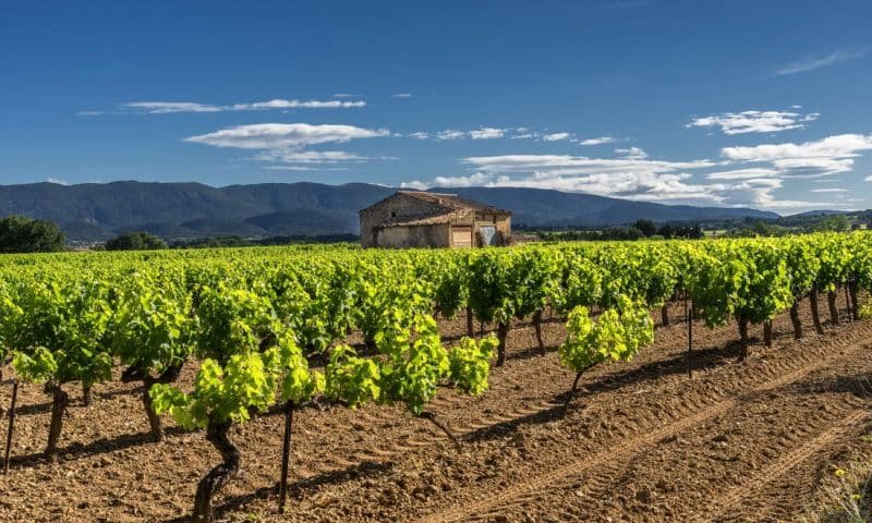 Vineyard in the Luberon region of Provence